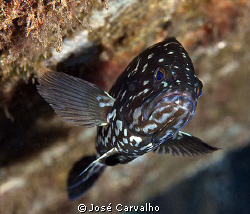 Grouper, Porto Santo, Portugal. by José Carvalho 